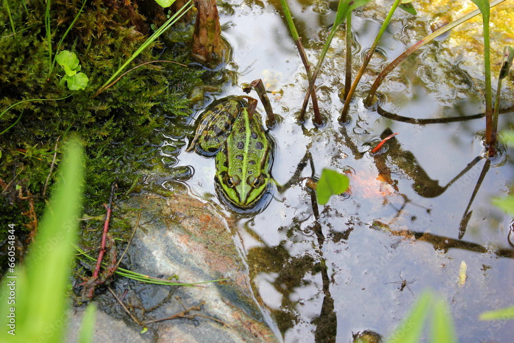 Naklejka premium Ein Teichfrosch sitzt in einem Gartenbiotop im Wasser