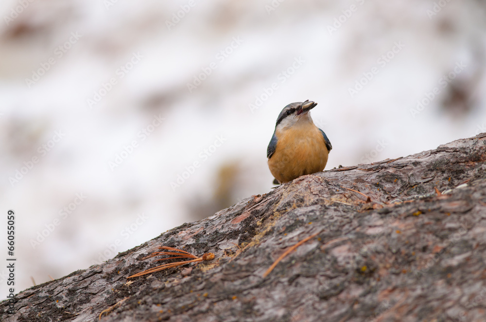 Naklejka premium Picchio Murtore