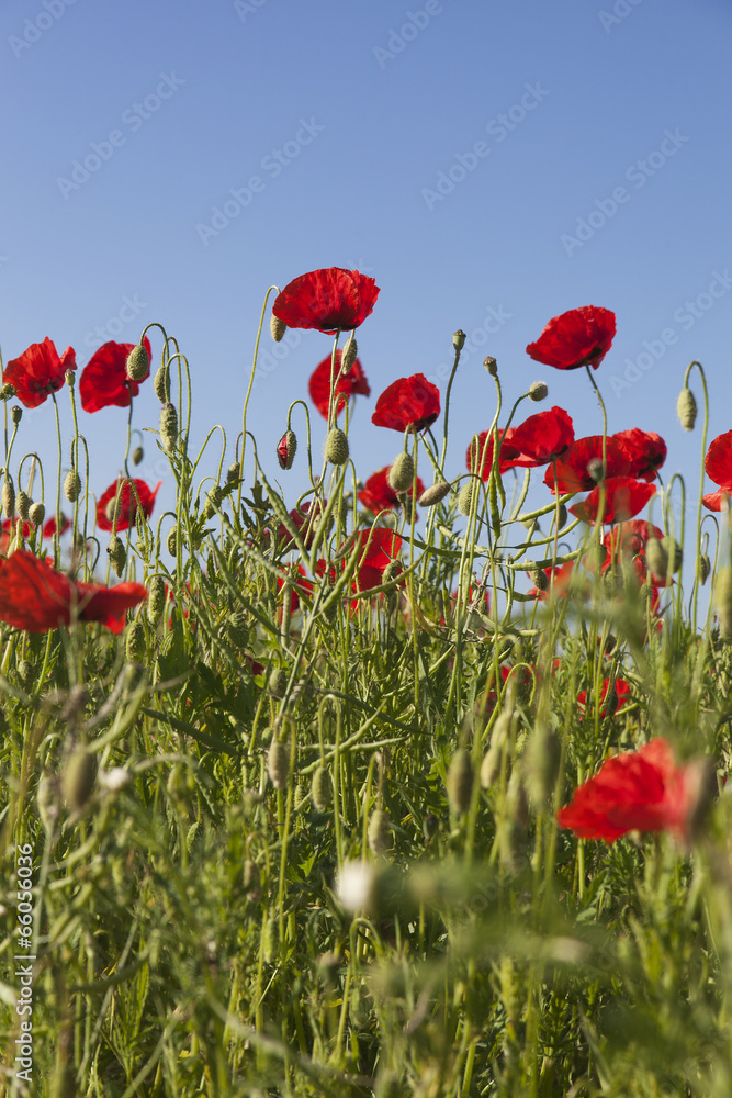 Obraz premium Red poppies.