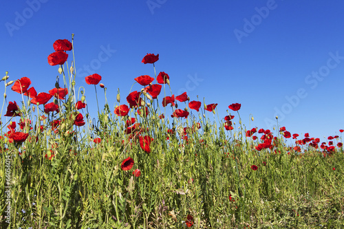 Red poppies.