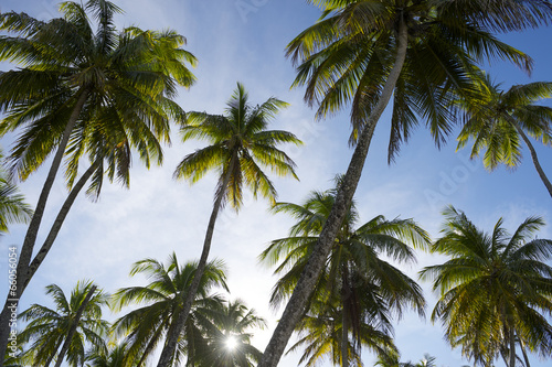 Sun Sets Through Coconut Palm Trees Grove