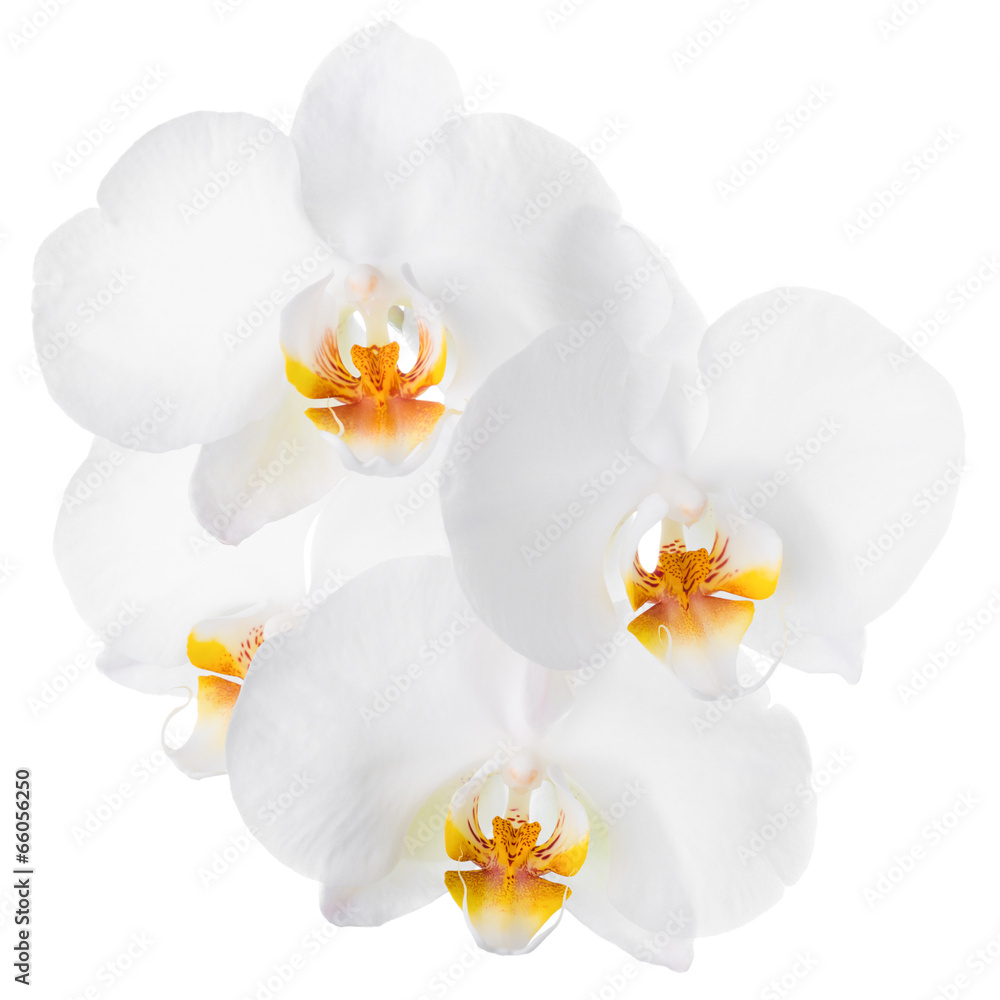 Branch of blooming beautiful white with yellow orchid flower, ph