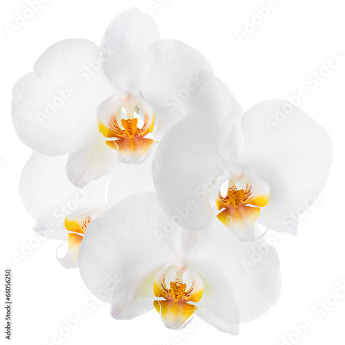 Fototapeta Naklejka Na Ścianę i Meble -  Branch of blooming beautiful white with yellow orchid flower, ph