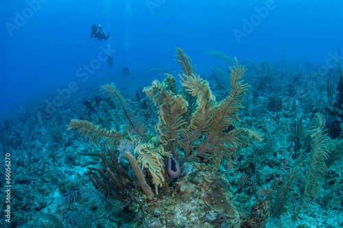 Caribbean Reef and Divers