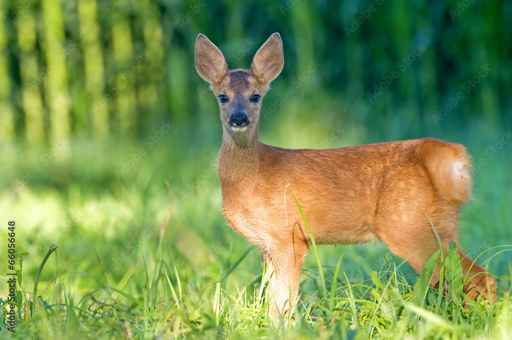 Juvenile roe deer - bambi Juvenile roe deer - bambi