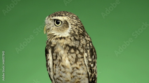 Little owl looking around in front of a green background photo