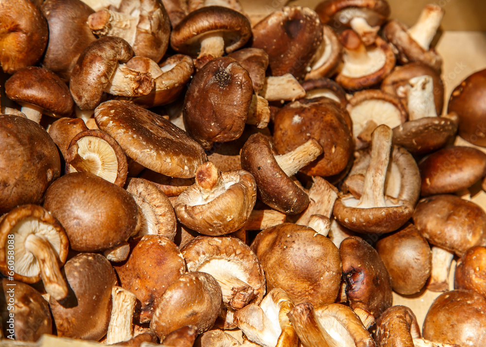 mushroom group mushroom group