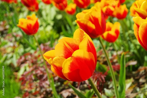 Fototapeta Naklejka Na Ścianę i Meble -  Tulpe rot gelb - tulip red yellow 08