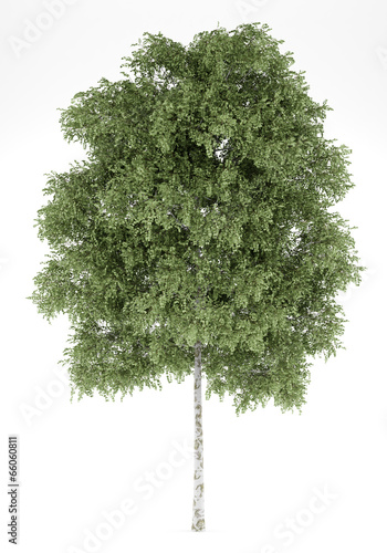 Fotografie, Obraz silver birch tree isolated on white background