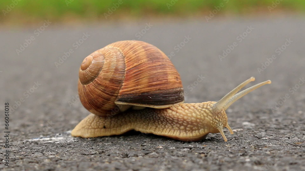 Burgundy snail (Helix pomatia) in the road Burgundy snail (Helix pomatia) in the road