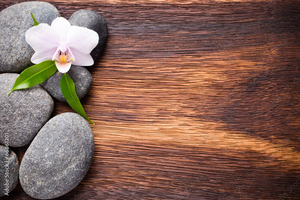 Fototapeta premium Orchid.