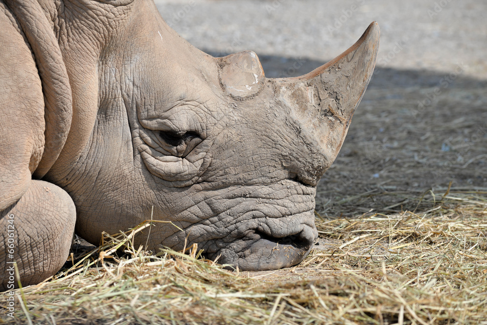 close up photo of an endangered white rhino's face
