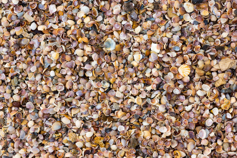 Shells on a beach Shells on a beach