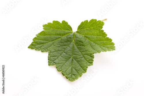 Leaf of currant isolated on white