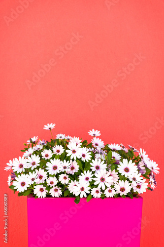 Bundle of beautiful summer flowers against colorful background.