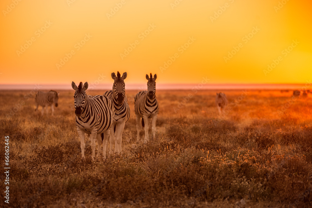 Naklejka premium Stado pasących się zebry o wschodzie słońca w Etosha, Namibia