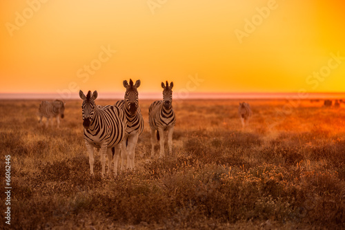 A herd of Zebra grazing at sunrise in Etosha, Namibia photo