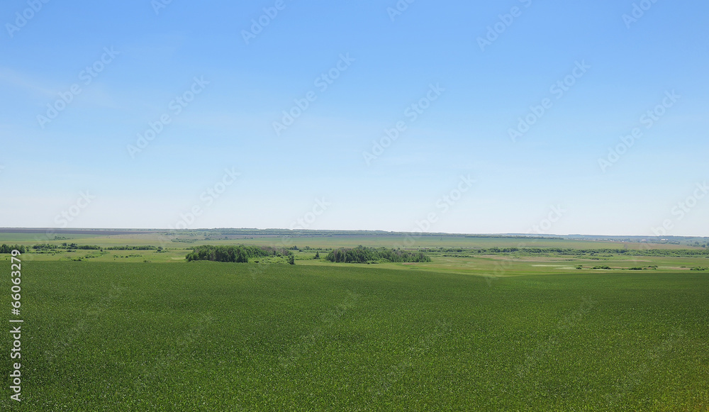 green summer field on a clear day green summer field on a clear day