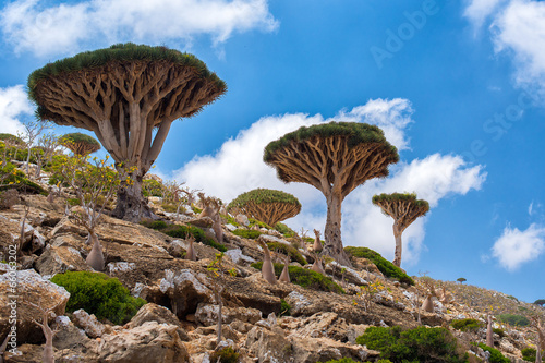 Socotra Homhil dragon tree