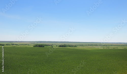 green summer field on a clear day © butenkow