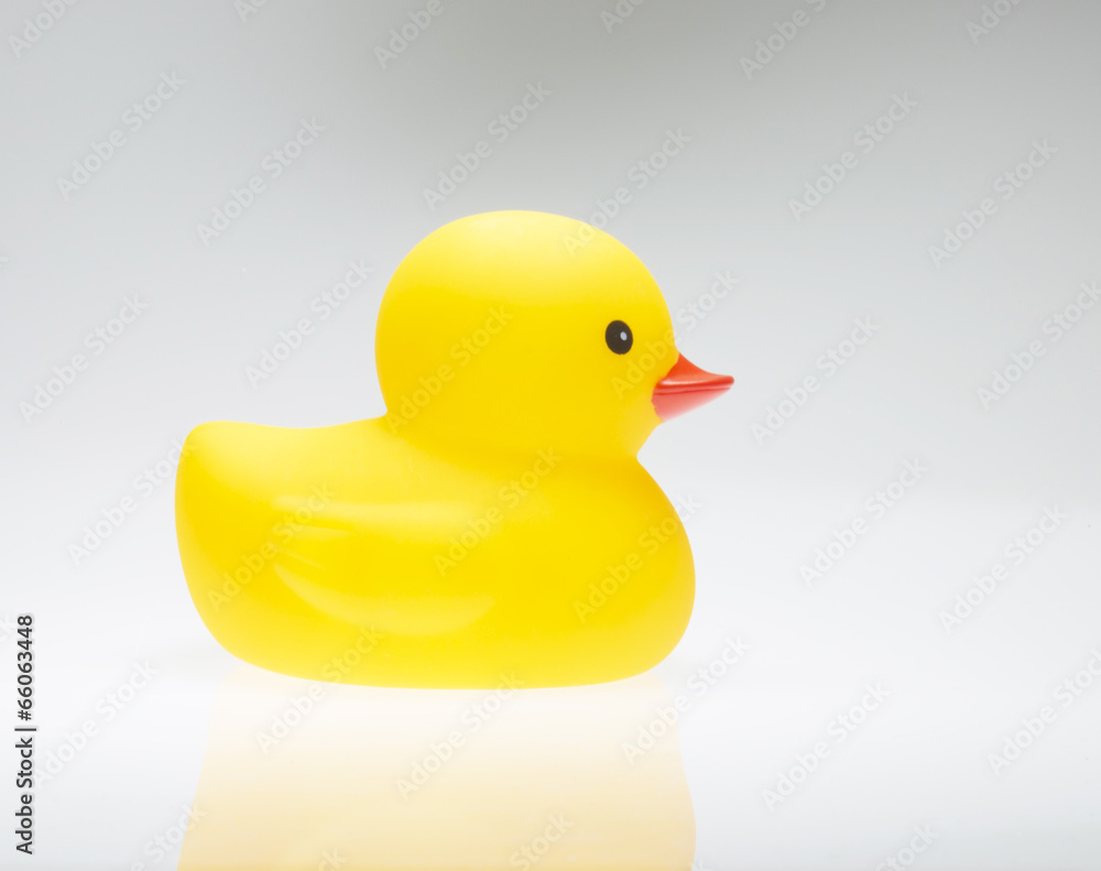Yellow duck isolate on white background Yellow duck isolate on white background
