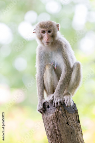 monkey © ittipol