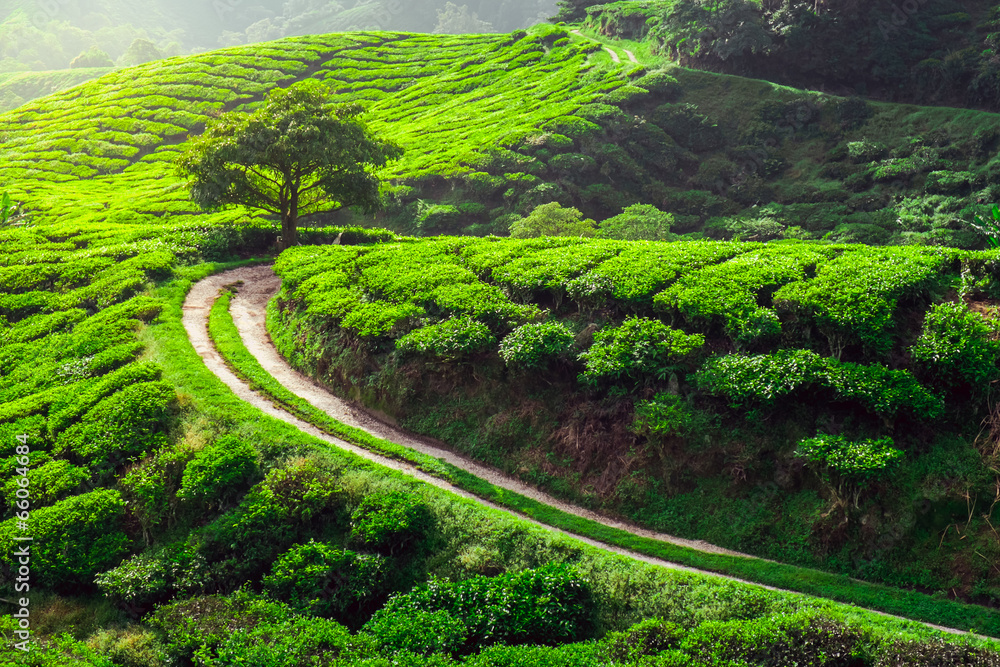 Fototapeta premium Tea plantation