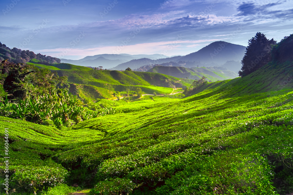 Tea plantation