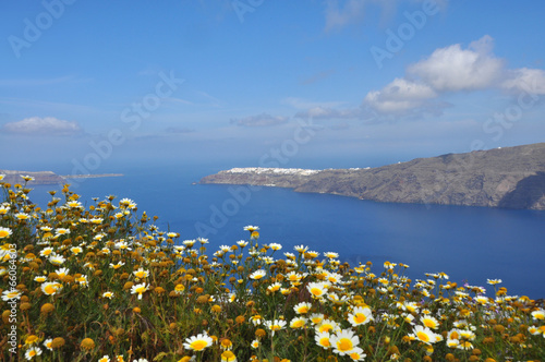 blumen auf santorin