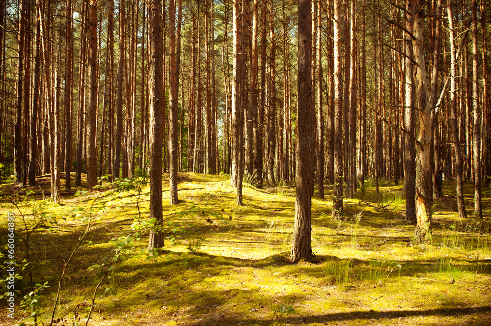 Obraz premium Vintage forest