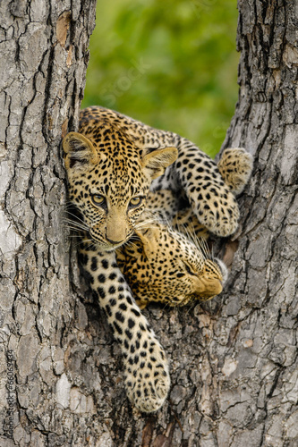 Two Leopard cubs playing in a tree © Udo Kieslich