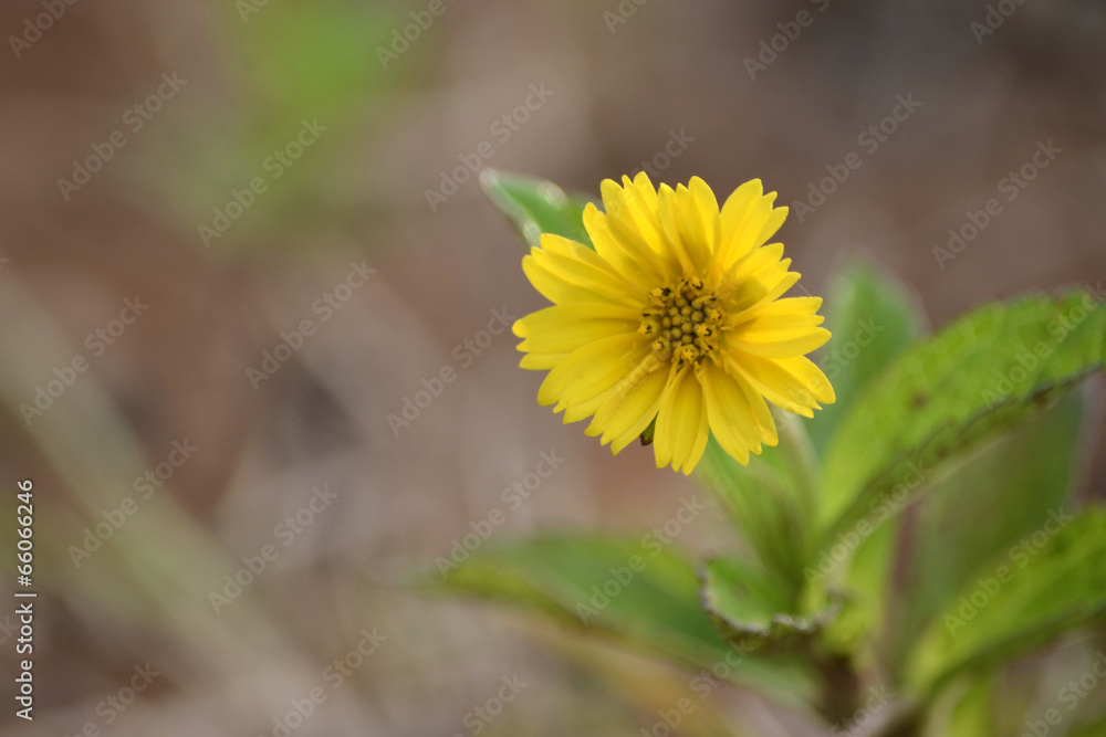 dandelion flower