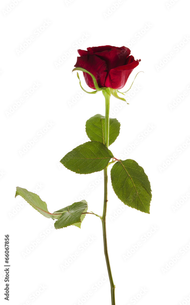 Close up of red rose Close up of red rose