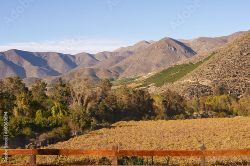 Vineyards in the Limari Valley in Central Chile photo