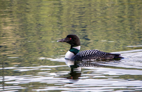 loon in water with reflection