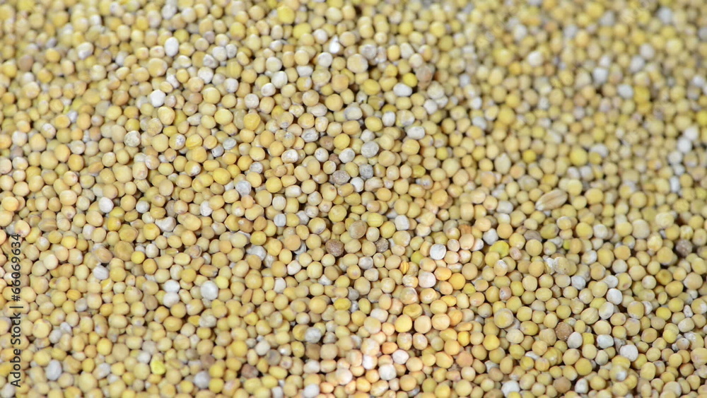 Mustard Seeds background (loopable) Mustard Seeds background (loopable)