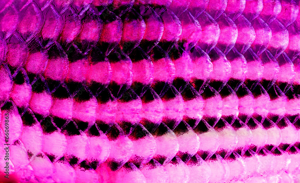 texture of fish scales texture of fish scales
