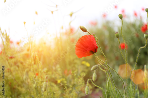 Fototapeta Naklejka Na Ścianę i Meble -  Poppy flowers, outdoors