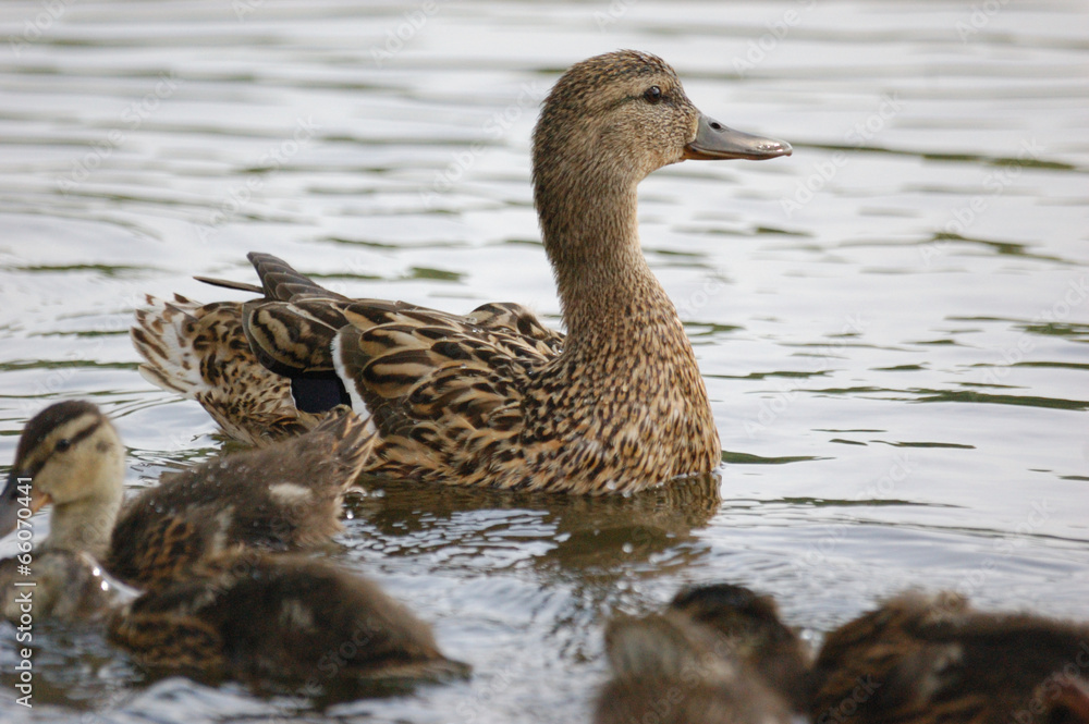 Duck in water Duck in water