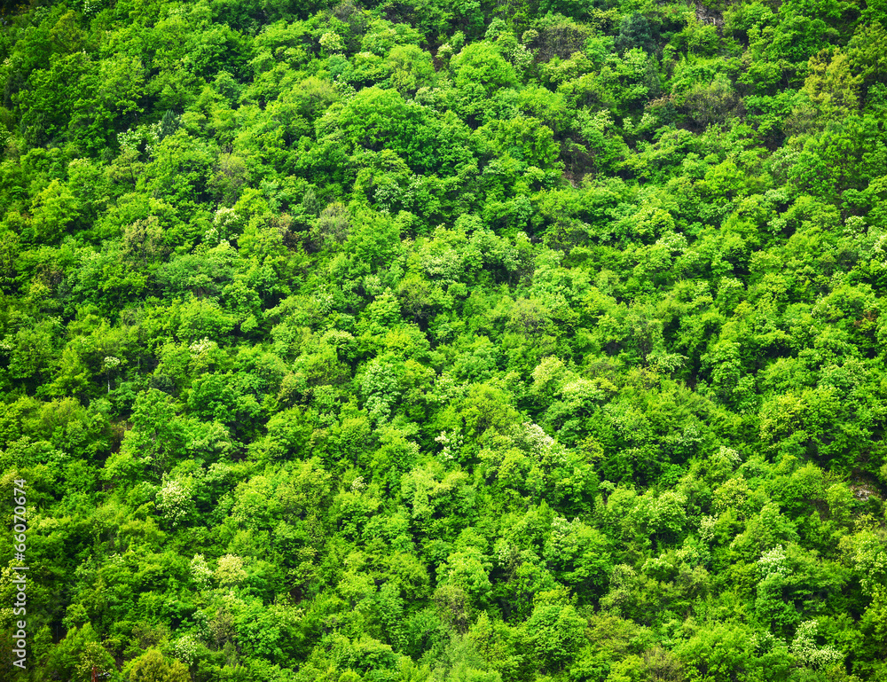 Obraz premium Green forest