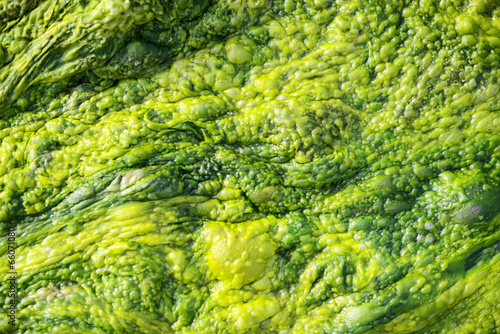 High detailed texture of ulva alga