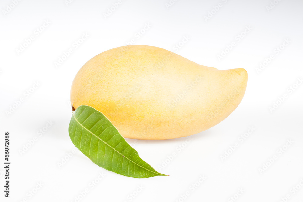 Yellow mango isolated on white background