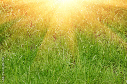 Fresh green grass and sun light natural background