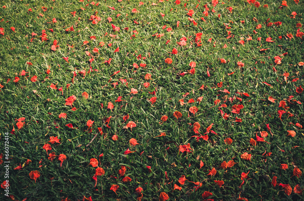 Red flower on grass vintage