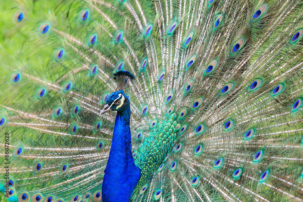 Obraz premium Beautiful peacock tail