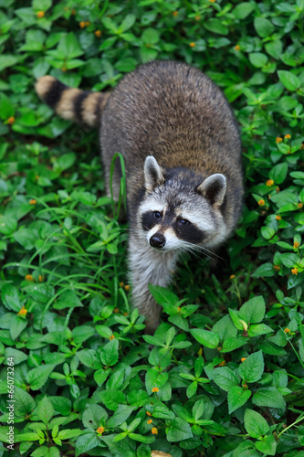The raccoon play in the grass background