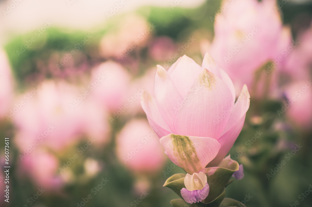 Curcuma alismatifolia or Siam tulip or Summer tulip vintage Curcuma alismatifolia or Siam tulip or Summer tulip vintage