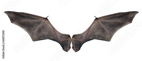 Obraz na płótnie bat wings