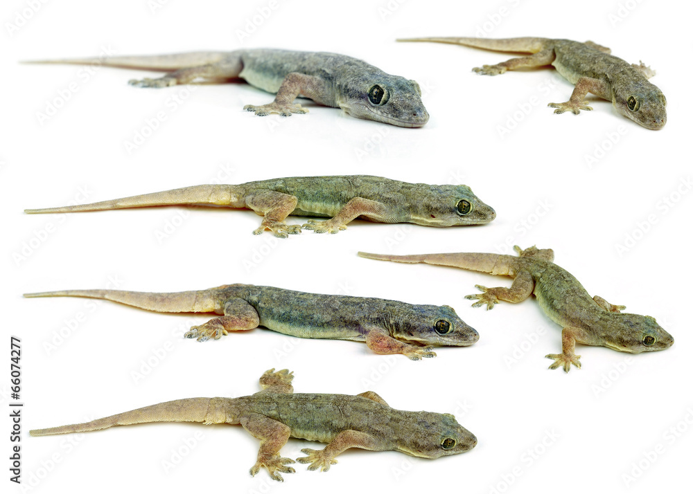 Gecko Gecko