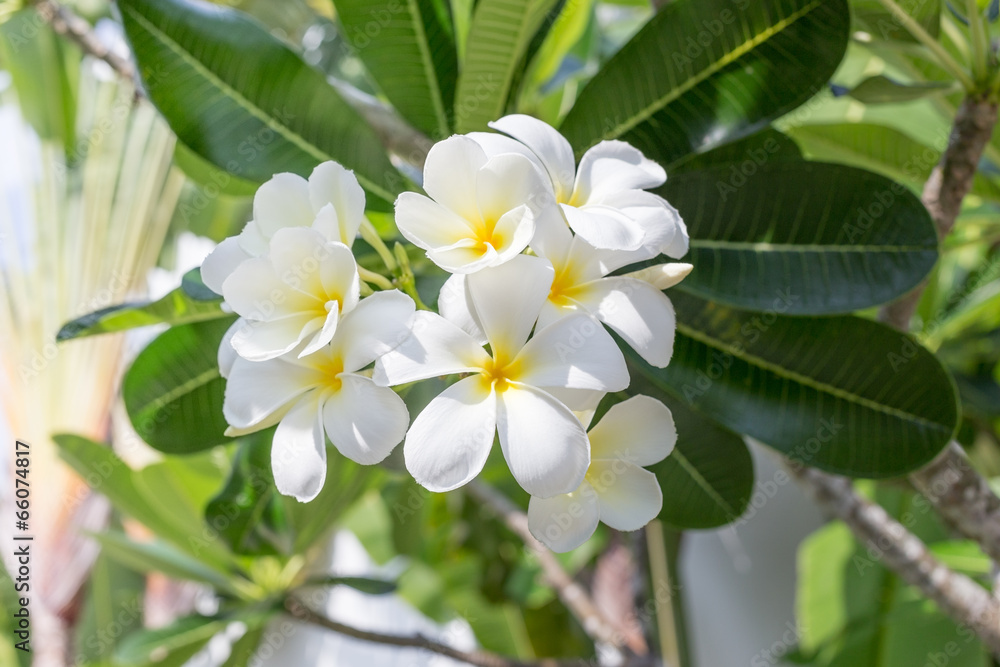 Plumeria frangipani blossom flower Plumeria frangipani blossom flower